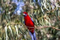 Crimson Rosella on a tree bench, Kennett River, Victoria, Australia
