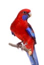 Crimson Rosella on white Royalty Free Stock Photo
