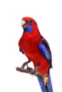 Crimson Rosella on white Royalty Free Stock Photo