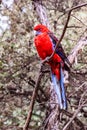 Crimson Rosella wild parrot