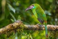 Crimson Rumped Toucanet Royalty Free Stock Photo