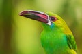 Crimson-rumped Toucanet - Aulacorhynchus haematopygus