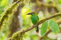 Crimson-rumped Toucanet - Aulacorhynchus haematopygus