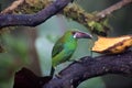 Crimson-rumped toucanet in Equador