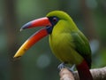 The crimson rumped toucanet is a bird of the Ecuadorian rain forest