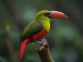 The crimson rumped toucanet is a bird of the Ecuadorian rain forest