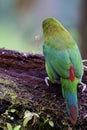 Crimson-rumped Toucanet Rear View 844310