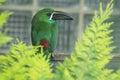 Crimson-rumped toucanet