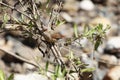 Crimson-rumped waxbill, Estrilda rhodopyga, in a bush Royalty Free Stock Photo