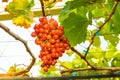 Crimson seedless grapes