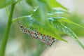 Crimson-speckled footman Royalty Free Stock Photo