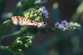 a crimson-speckled moth perched on the leaf of a flower with other flowers