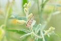 Crimson Speckled Moth (Utetheisa pulchella) on a flower bud.