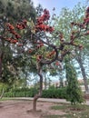 Crimson Splender: A vibrant Red Flower tree Amidst Green Garden Tree Royalty Free Stock Photo