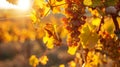 Crimson Splendor: Captivating Autumn Grapes Resplendent in Red Leaves, Adorned by a Sunset-Drenched