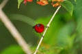 Crimson sunbird Royalty Free Stock Photo