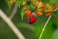 Crimson sunbird Royalty Free Stock Photo