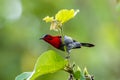 Crimson Sunbird Aethopyga siparaja