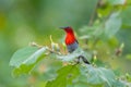 Crimson Sunbird Aethopyga siparaja