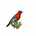 Crimson Sunbird or Aethopyga siparaja. Royalty Free Stock Photo