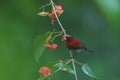 Crimson Sunbird Aethopyga siparaja bird Royalty Free Stock Photo