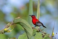 Crimson Sunbird or Aethopyga siparaja. Royalty Free Stock Photo