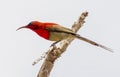 The crimson sunbird Aethopyga siparaja Royalty Free Stock Photo