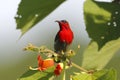 Crimson Sunbird Aethopyga siparaja Male Beautiful Birds of Thailand Royalty Free Stock Photo