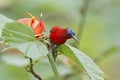 Crimson Sunbird Aethopyga siparaja Male Birds of Thailand