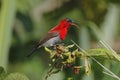 Crimson Sunbird Aethopyga siparaja Male Cute Birds of Thailand Royalty Free Stock Photo