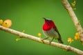 Crimson Sunbird (Aethopyga siparaja) Royalty Free Stock Photo