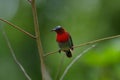 Crimson Sunbird perching on a branc Royalty Free Stock Photo