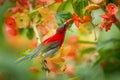 Crimson Sunbird (Aethopyga siparaja) Royalty Free Stock Photo