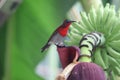 Crimson Sunbird animal wildlife beautiful color freedom in fores Royalty Free Stock Photo