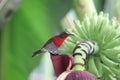 Crimson Sunbird animal wildlife beautiful color freedom in fores Royalty Free Stock Photo