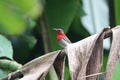 Crimson Sunbird animal wildlife beautiful color freedom in fores Royalty Free Stock Photo