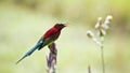 Crimson sunbird in Bardia, Nepal Royalty Free Stock Photo