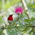 Crimson sunbird in Bardia Nepal Royalty Free Stock Photo