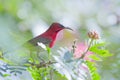 Crimson sunbird in Bardia Nepal Royalty Free Stock Photo