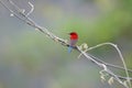 Crimson sunbird