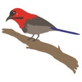 Crimson Sunbird, Bird of Indonesia Vector