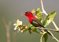 Crimson sunbird Royalty Free Stock Photo