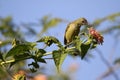 Crimson sunbird female