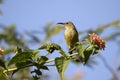 Crimson sunbird female