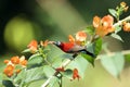 Crimson Sunbird flying and sucking nectar from chinese hat plant tree Royalty Free Stock Photo