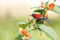 Crimson Sunbird flying and sucking nectar from chinese hat plant tree Royalty Free Stock Photo