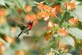 Crimson Sunbird flying and sucking nectar from chinese hat plant tree