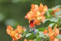 Crimson Sunbird flying and sucking nectar from chinese hat plant tree Royalty Free Stock Photo