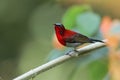 Crimson Sunbird flying and sucking nectar from chinese hat plant tree