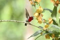 Crimson Sunbird flying and sucking nectar from chinese hat plant tree Royalty Free Stock Photo